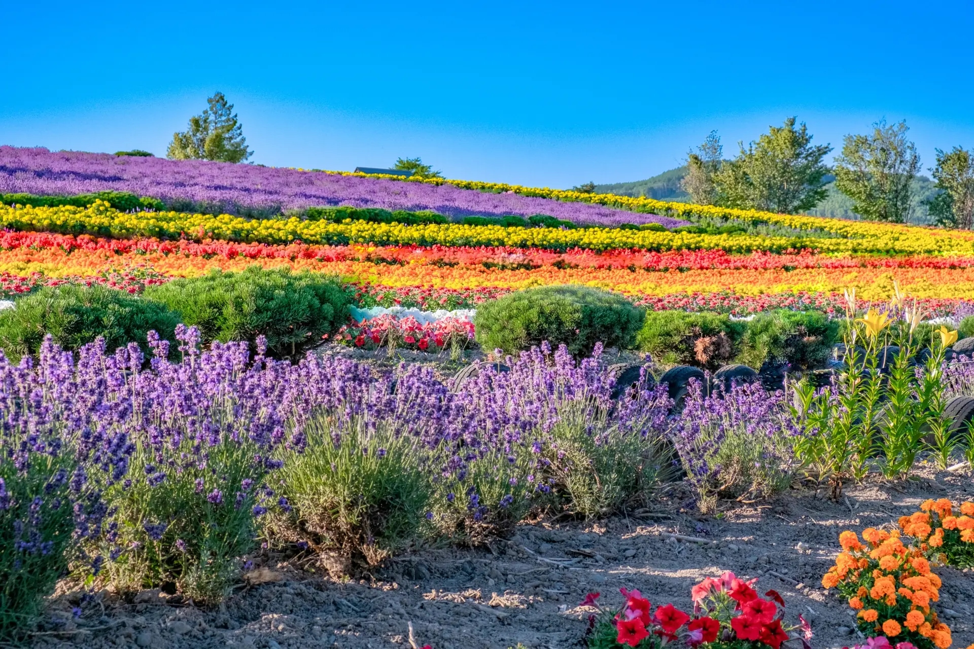 青空の下に紫や黄色の花が帯状に広がる北海道の花畑