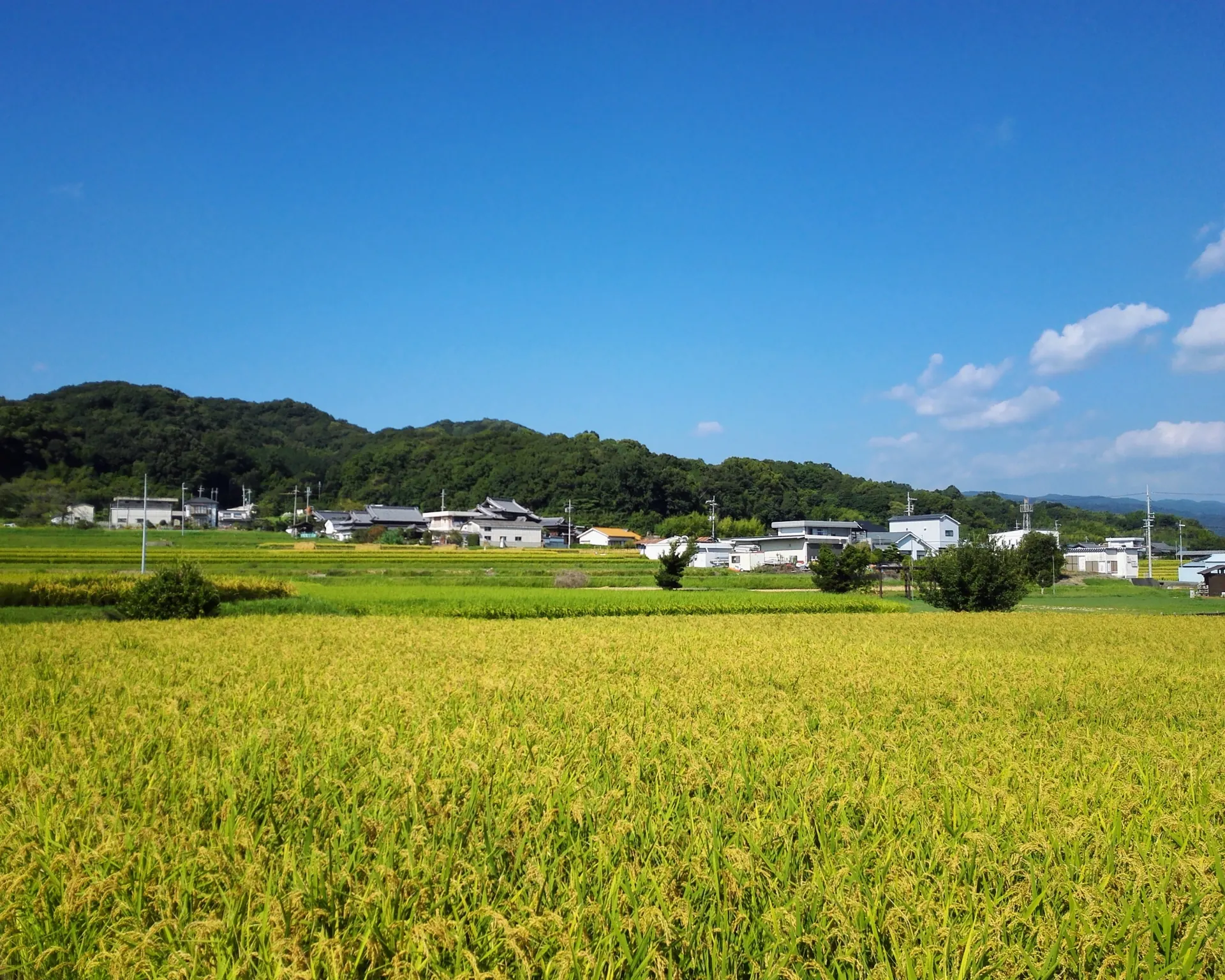 北海道の青空の下に広がる、実りを迎えた稲田と集落
